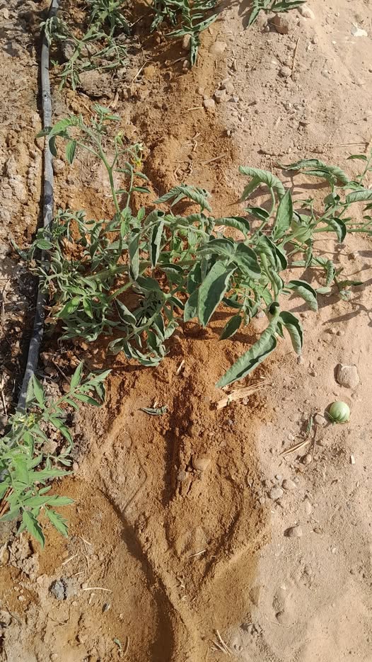 عمر النبات ٦٠ يوم ماهو الحل